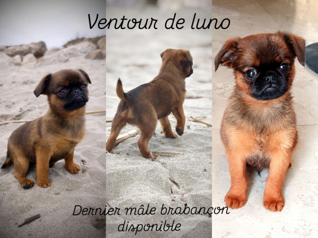 Des Crocs Du Mas - Chiots disponibles - Petit Brabançon