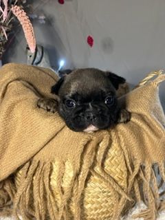 Du Bois De Batonsard - Chiots disponibles - Bouledogue français