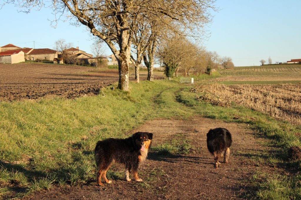 de Lumeuil - Chiots disponibles - Berger Australien