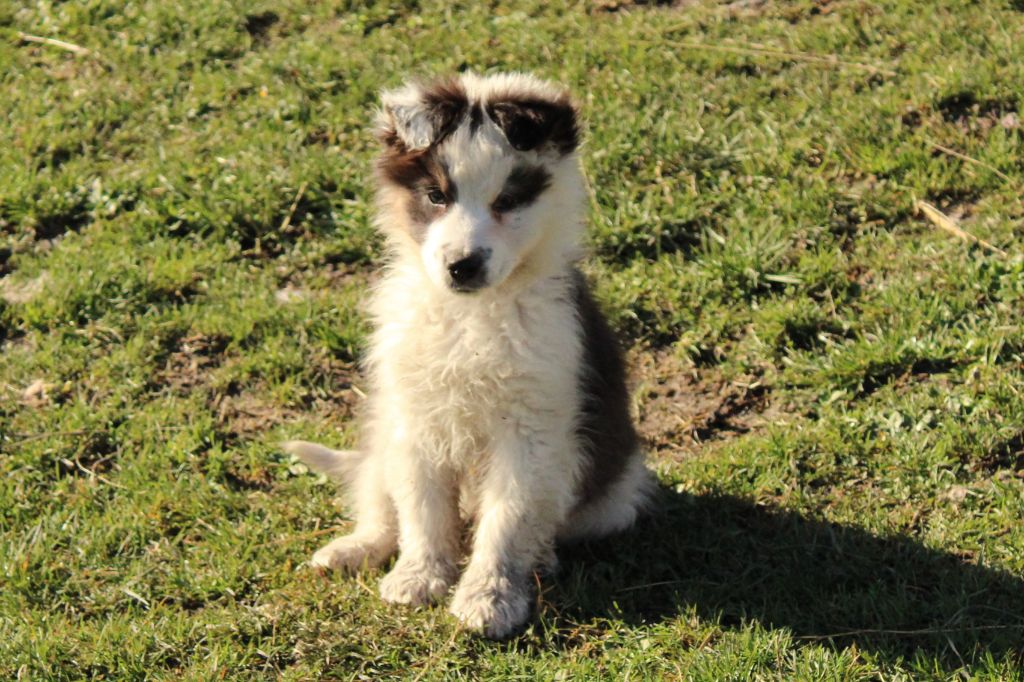 de Lumeuil - Chiots disponibles - Berger Australien