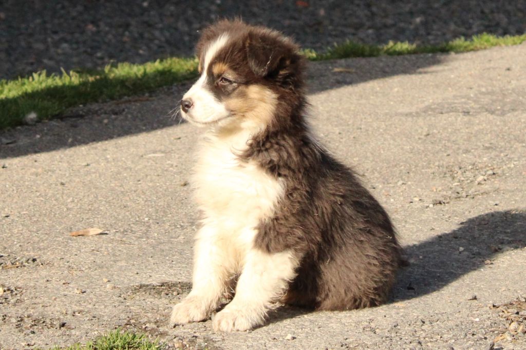 de Lumeuil - Chiots disponibles - Berger Australien