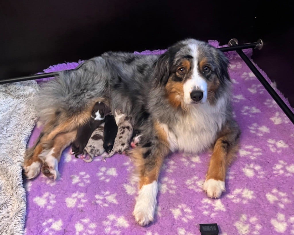 Chiot Berger Australien De La Vallée Du Marbre