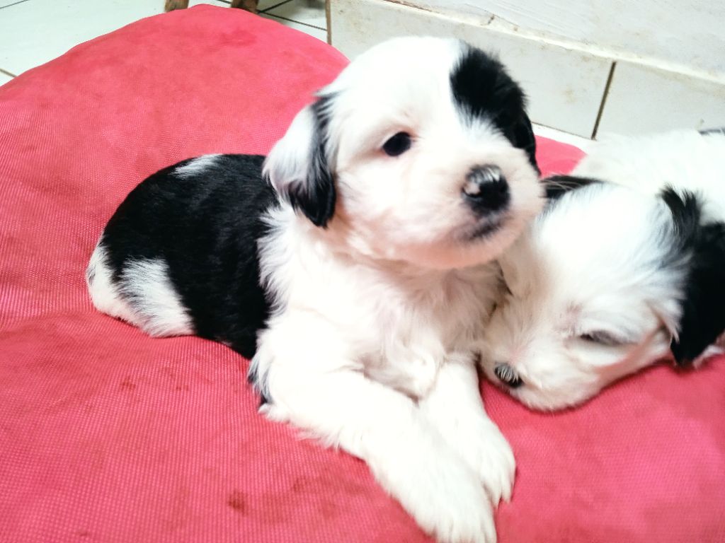 Dawa Niyma - Chiots disponibles - Terrier Tibetain