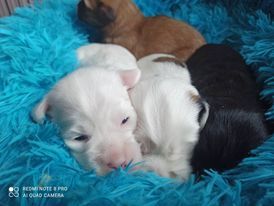 Dawa Niyma - Chiots disponibles - Terrier Tibetain