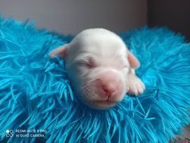 Dawa Niyma - Chiots disponibles - Terrier Tibetain