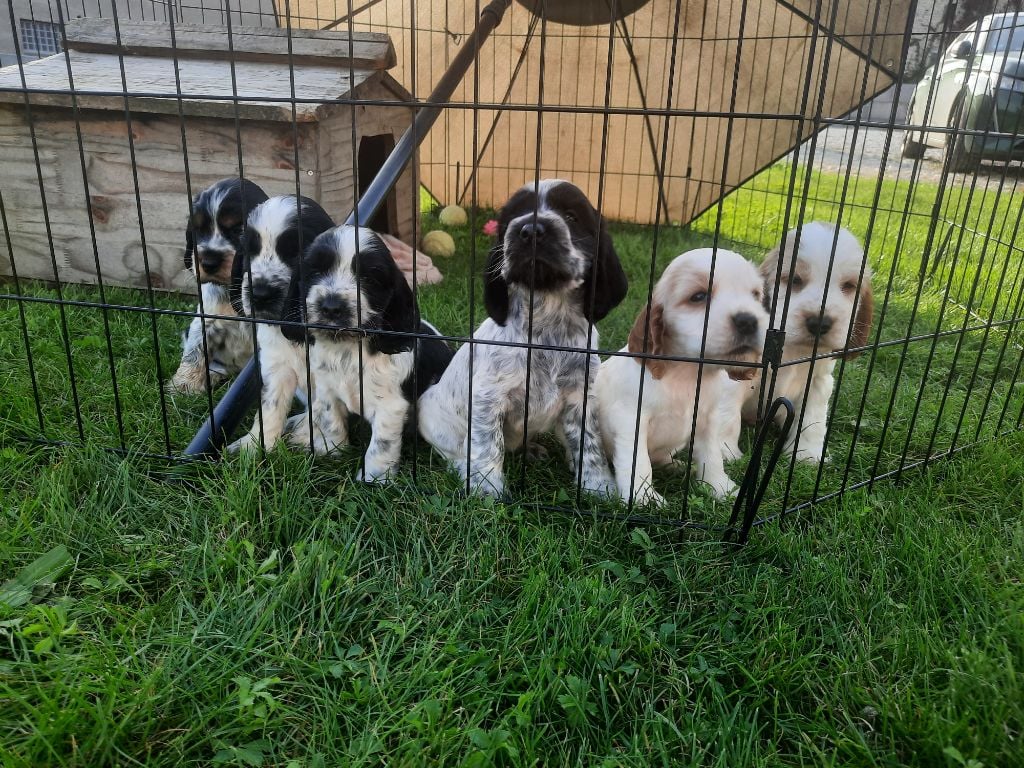 Chiot Cocker Spaniel Anglais Du Domaine Des Crocs D'Ivoire