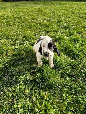 CHIOT 1, V'Léon 