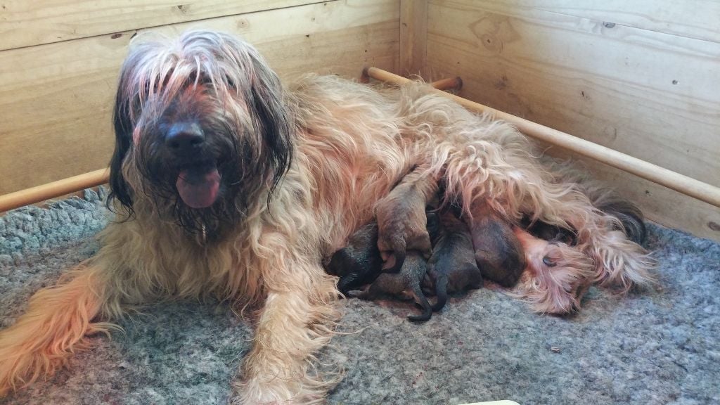 du Domaine le Chant de la Terre - Naissance de 7 chiots le 2 juin 2023