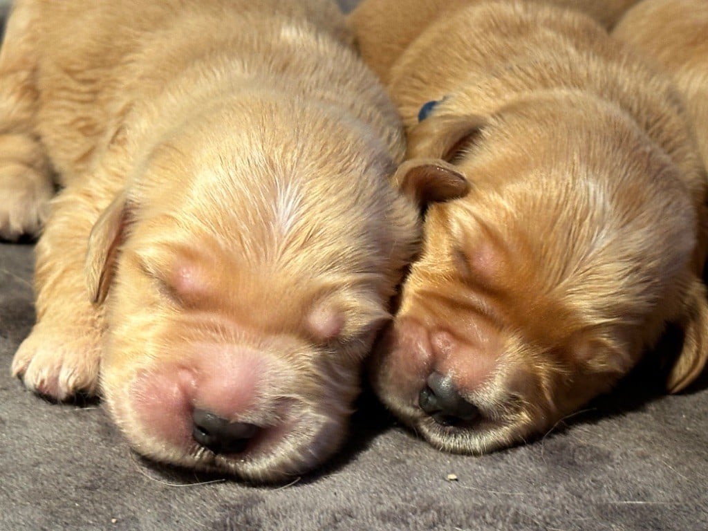 Golden Groupie - Chiots disponibles - Golden Retriever