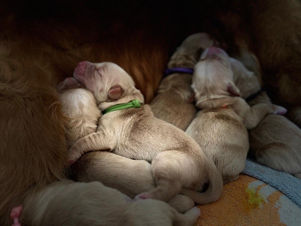 Golden Groupie - Golden Retriever - Portée née le 19/10/2024