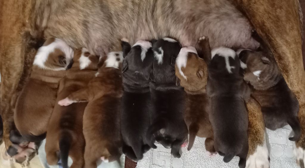 Chiot Bulldog continental Du Clin D'Oeil De L'Au-delà