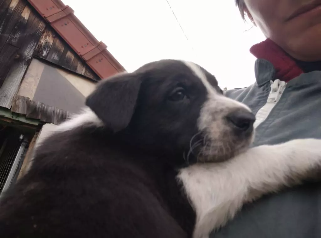 Des Oueilles De La Serre - Chiots disponibles - Border Collie