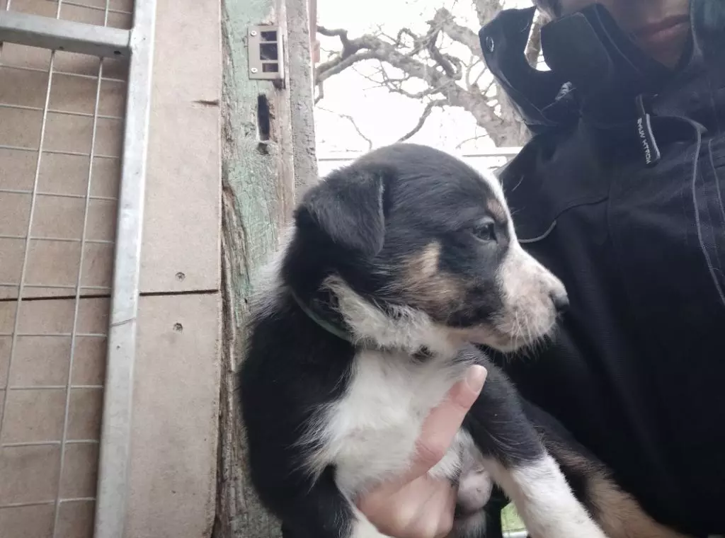 Des Oueilles De La Serre - Chiots disponibles - Border Collie