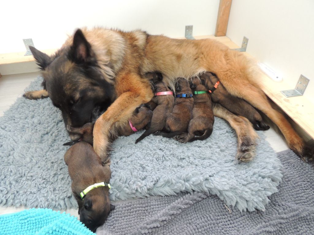 Chiot Berger Belge Des Gardiens De Norvold