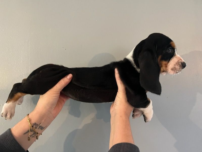 Chiot Basset Hound Laurie Brioul