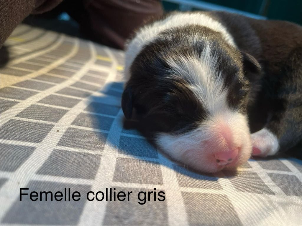 Bro Glazik Tropell - Chiots disponibles - Border Collie