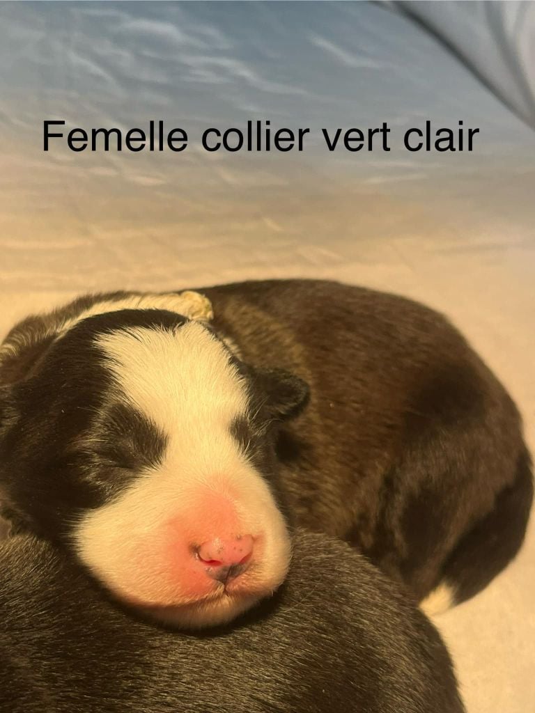 Bro Glazik Tropell - Chiots disponibles - Border Collie