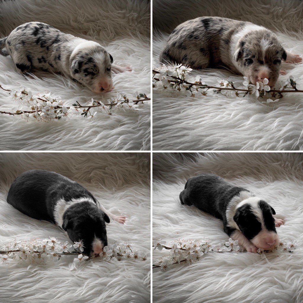 Chiot Border Collie Born To Be Dog