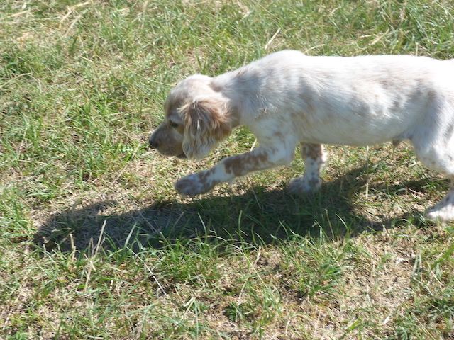 Du Souffle De L’Estrée - Setter Anglais - Portée née le 26/04/2022