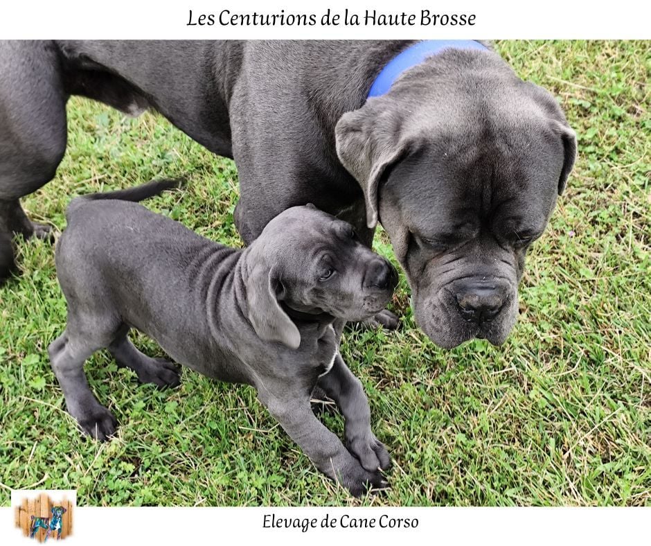 Des Centurions De La Haute Brosse - Volf, le dernier spring Canou a rejoint sa famille