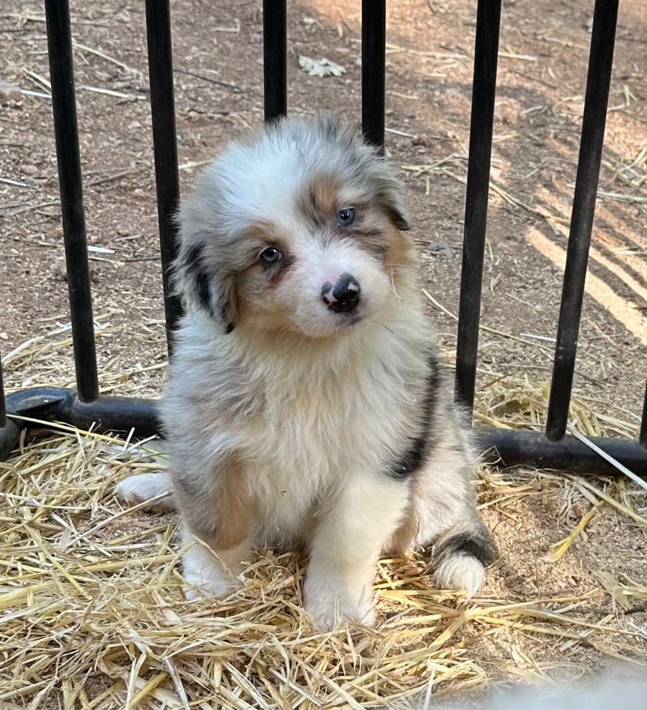 des Terres Blanches des Templiers - Chiots disponibles - Berger Australien