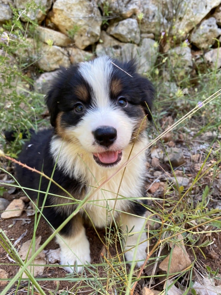 des Terres Blanches des Templiers - Chiots disponibles - Berger Australien