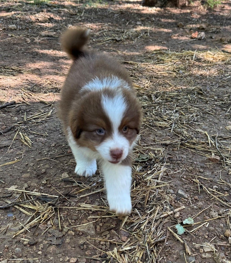 des Terres Blanches des Templiers - Chiots disponibles - Berger Australien