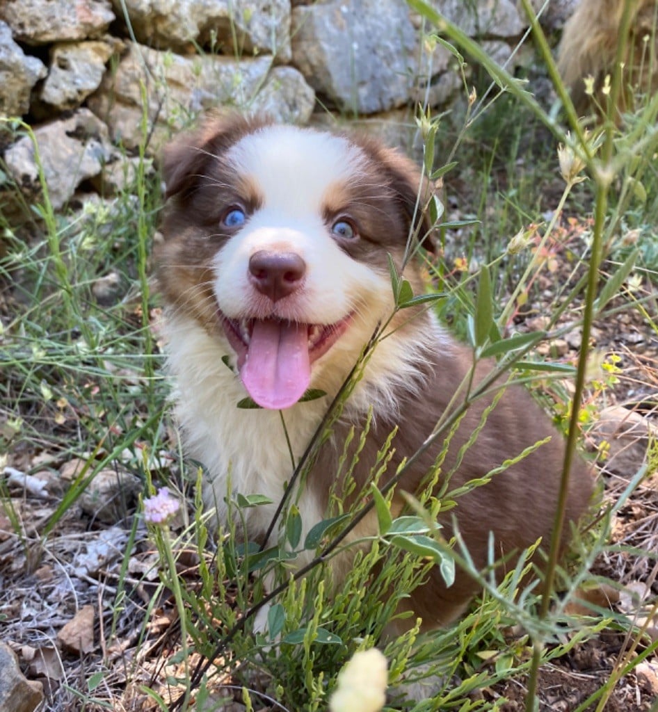 des Terres Blanches des Templiers - Chiots disponibles - Berger Australien