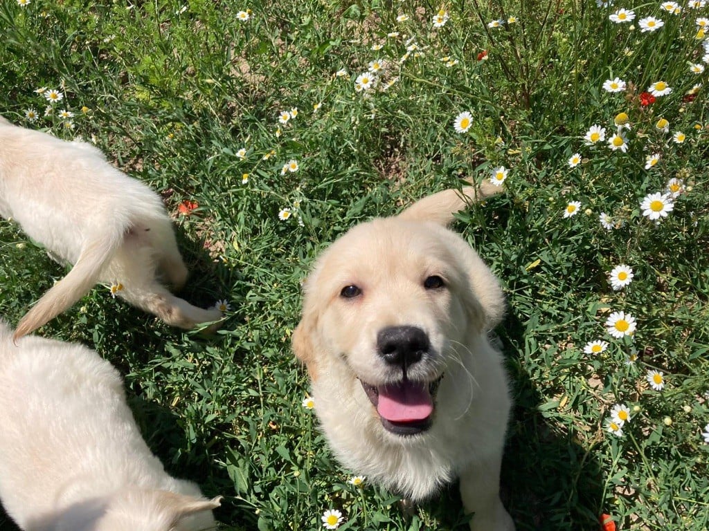 des Terres Blanches des Templiers - Chiots disponibles - Golden Retriever