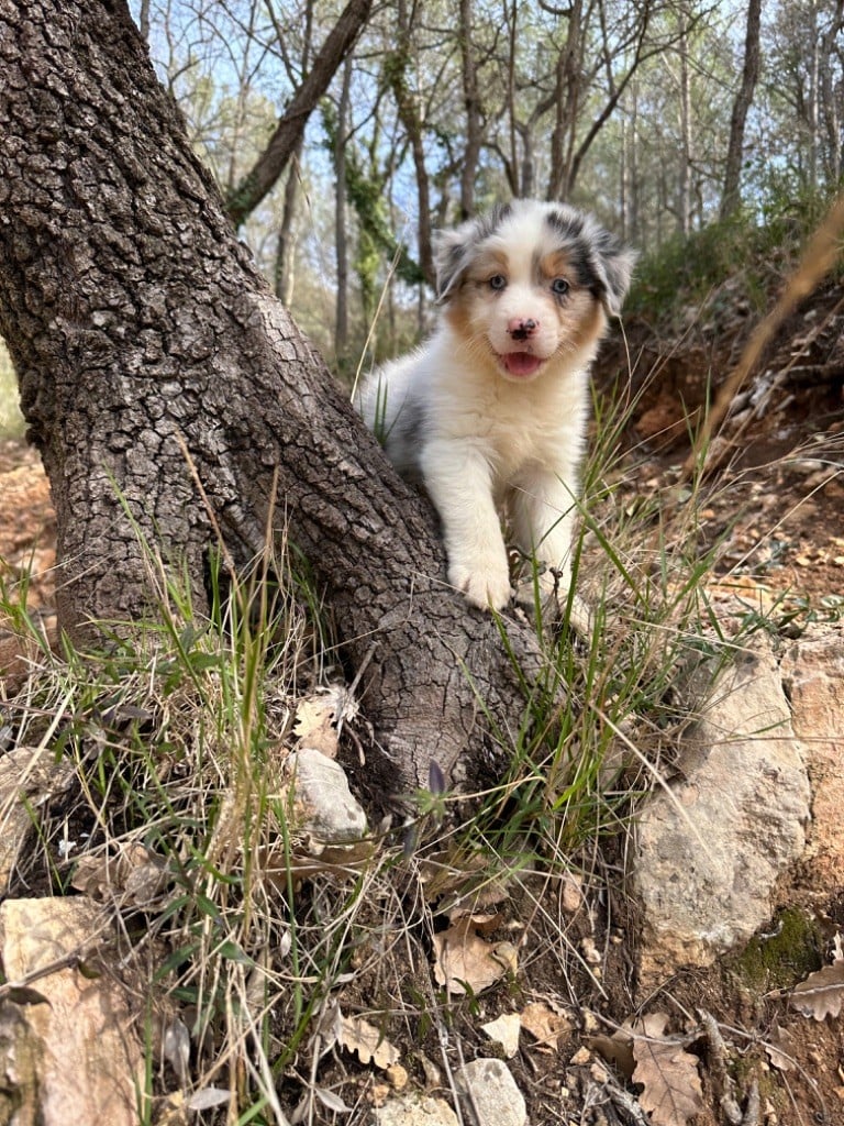 des Terres Blanches des Templiers - Chiots disponibles - Berger Australien