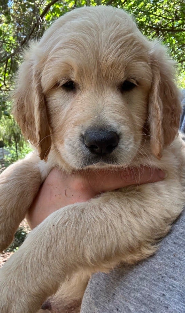 des Terres Blanches des Templiers - Chiots disponibles - Golden Retriever