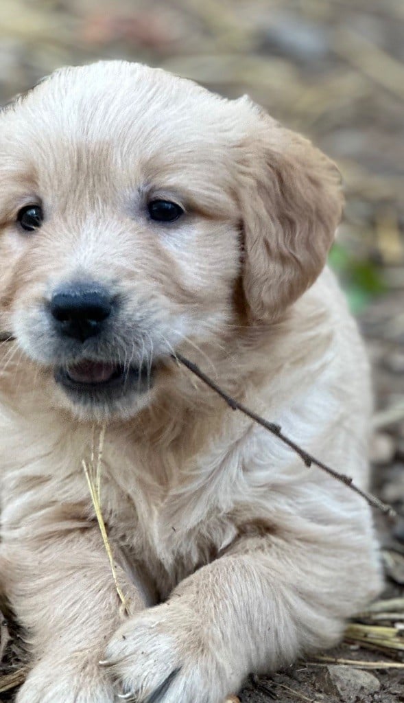 des Terres Blanches des Templiers - Chiots disponibles - Golden Retriever