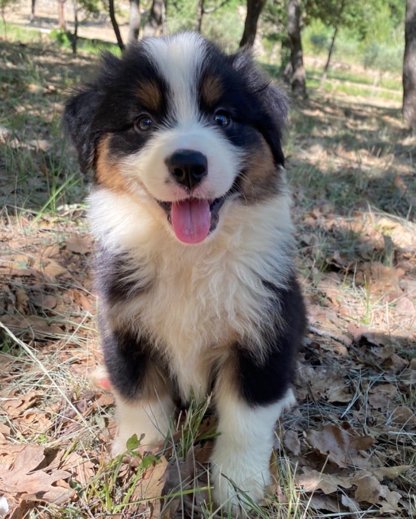 des Terres Blanches des Templiers - Chiots disponibles - Berger Australien