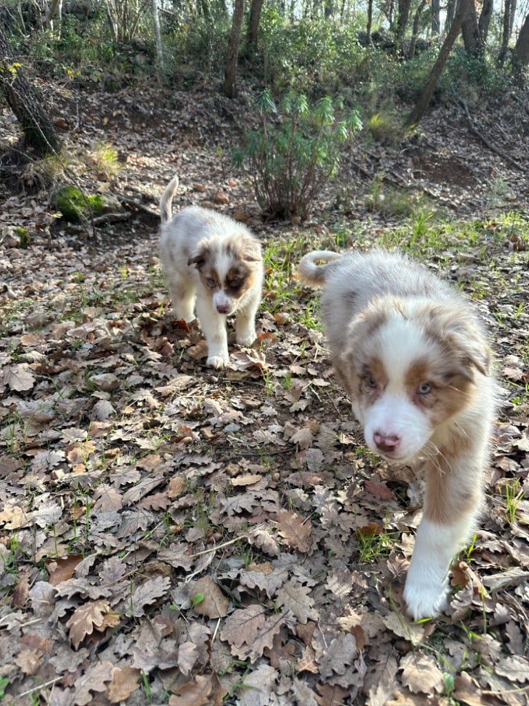 des Terres Blanches des Templiers - Chiots disponibles - Berger Australien