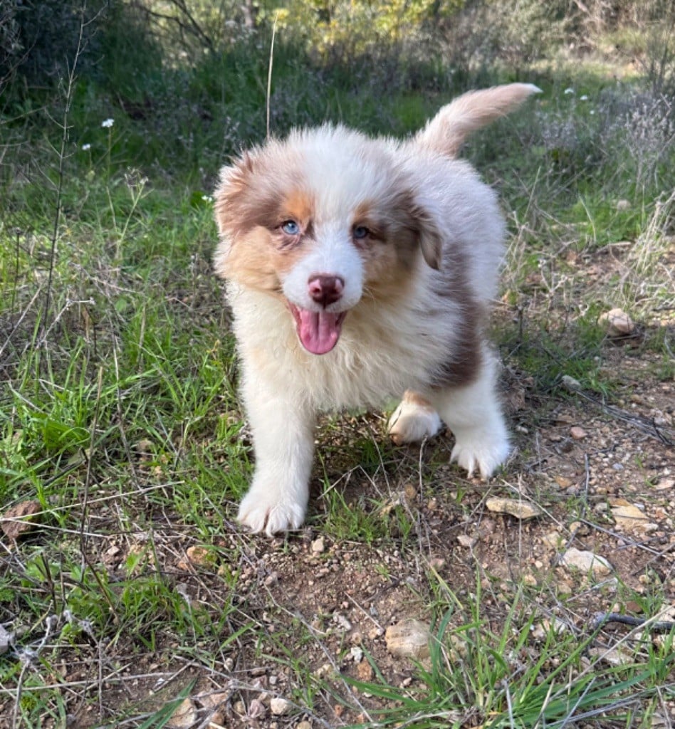 des Terres Blanches des Templiers - Chiots disponibles - Berger Australien