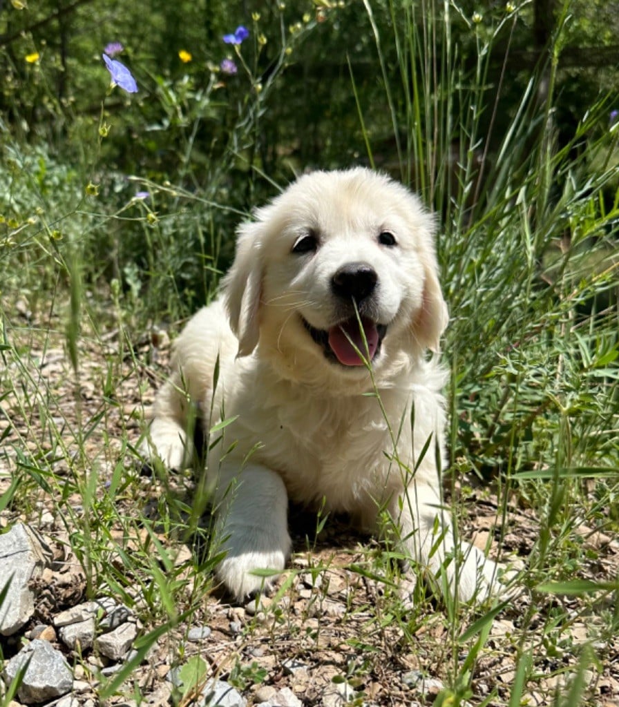 des Terres Blanches des Templiers - Chiots disponibles - Golden Retriever