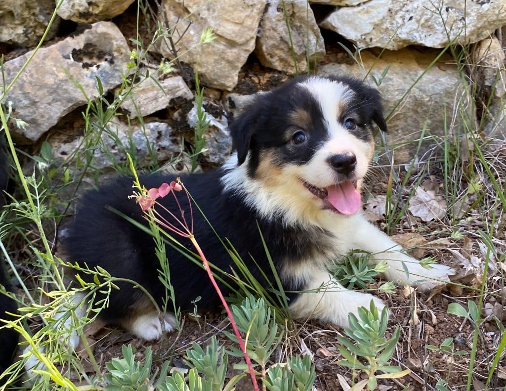 des Terres Blanches des Templiers - Chiots disponibles - Berger Australien