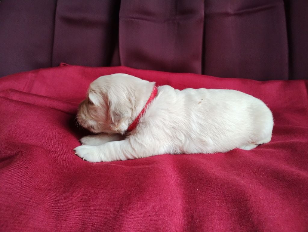 David Beraud - Chiots disponibles - Golden Retriever