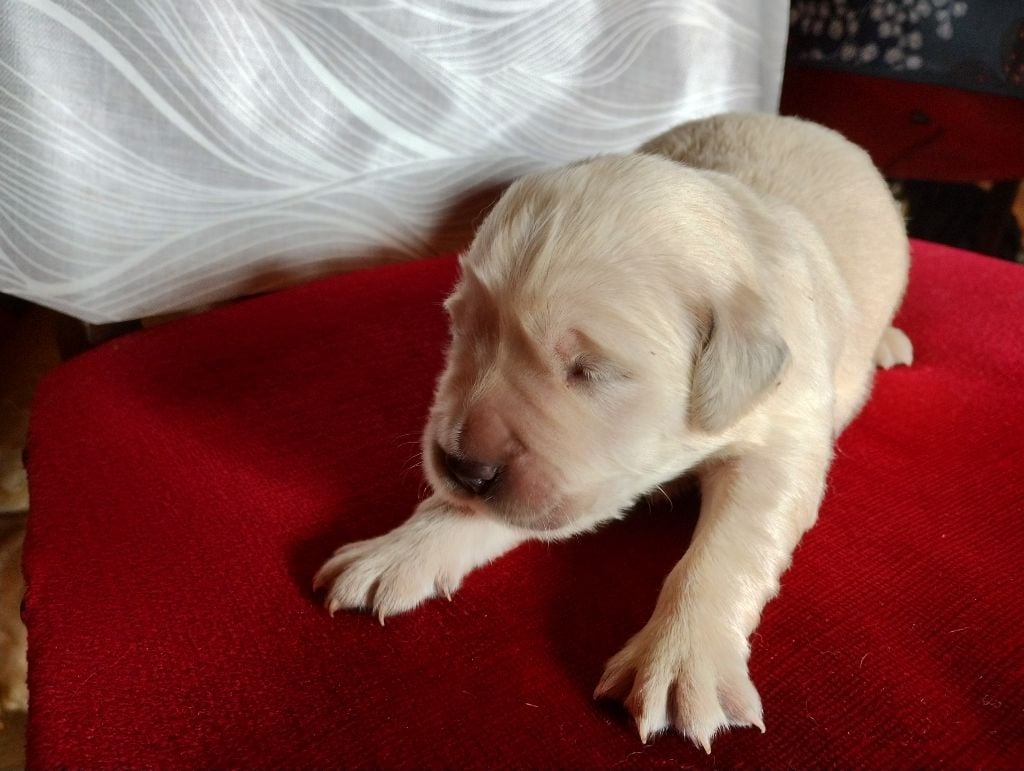 David Beraud - Chiots disponibles - Golden Retriever