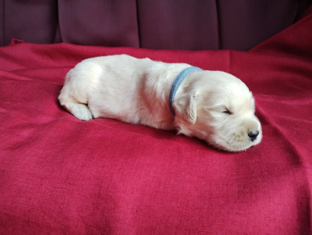 David Beraud - Chiots disponibles - Golden Retriever