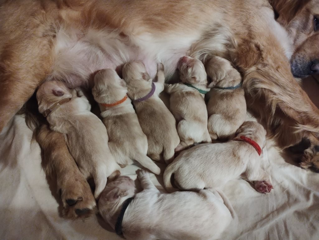 Chiot Golden Retriever David Beraud