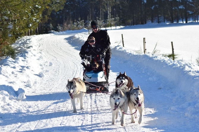 Of cold winter nights - Sortie traîneaux le 10/02/2015