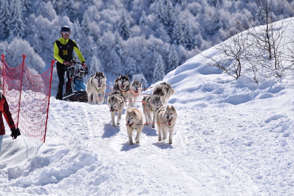 Courses traineau 2024