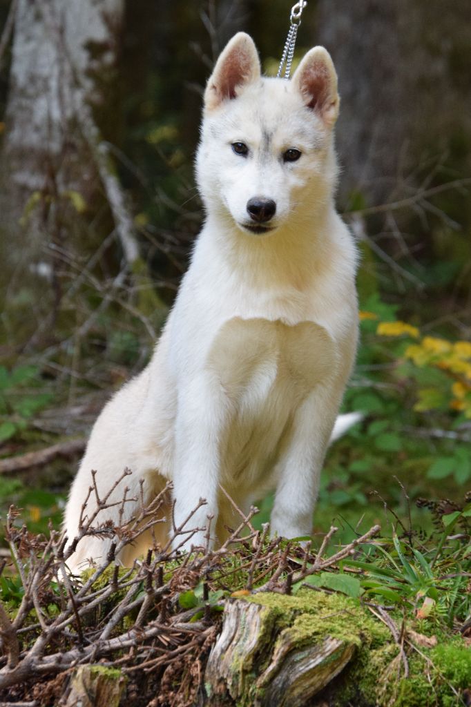 Chiots husky LOF disponibles de suite