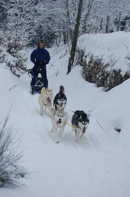 Of cold winter nights - Vidéo de nos loups en balade à traineaux!