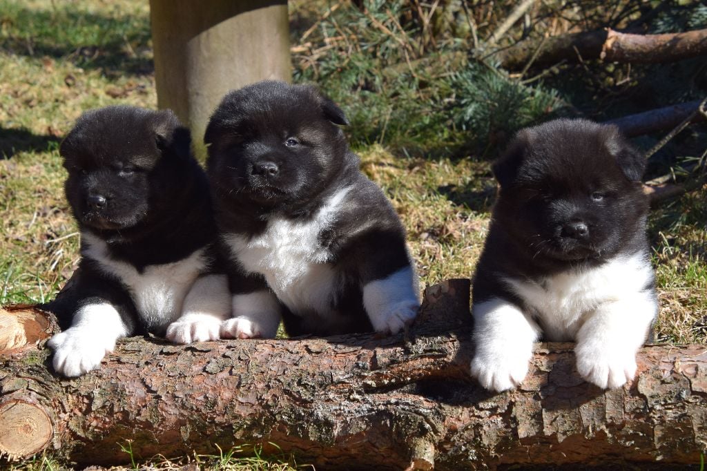 Chiots akita américain LOF 