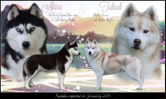 Of cold winter nights - Siberian Husky - Portée née le 12/01/2016