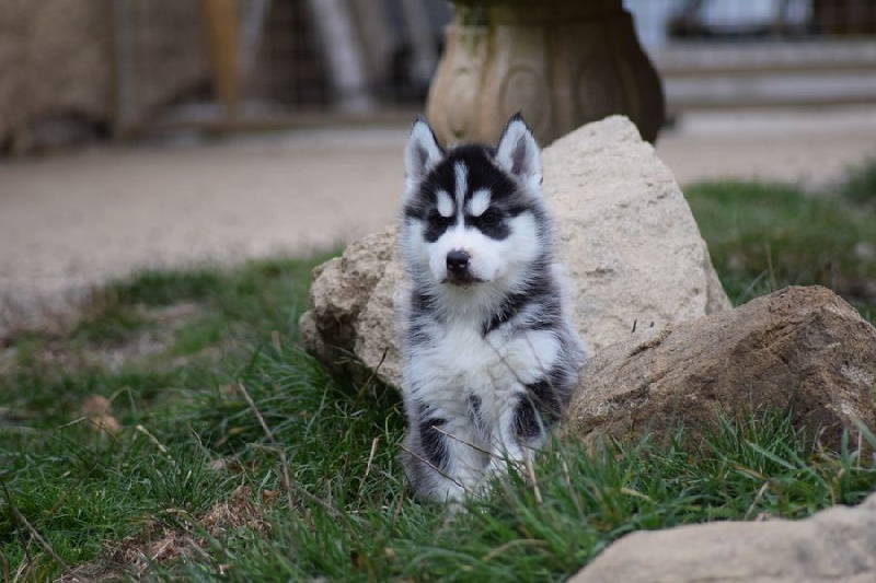 Of cold winter nights - Siberian Husky - Portée née le 05/10/2016