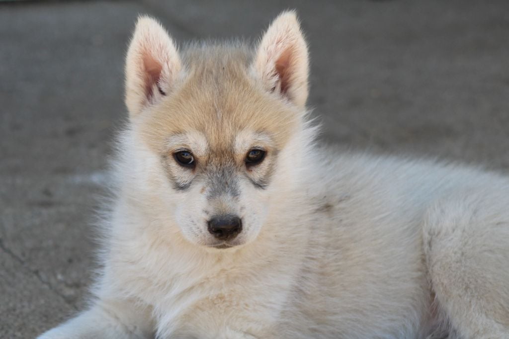 Of cold winter nights - Siberian Husky - Portée née le 07/02/2019