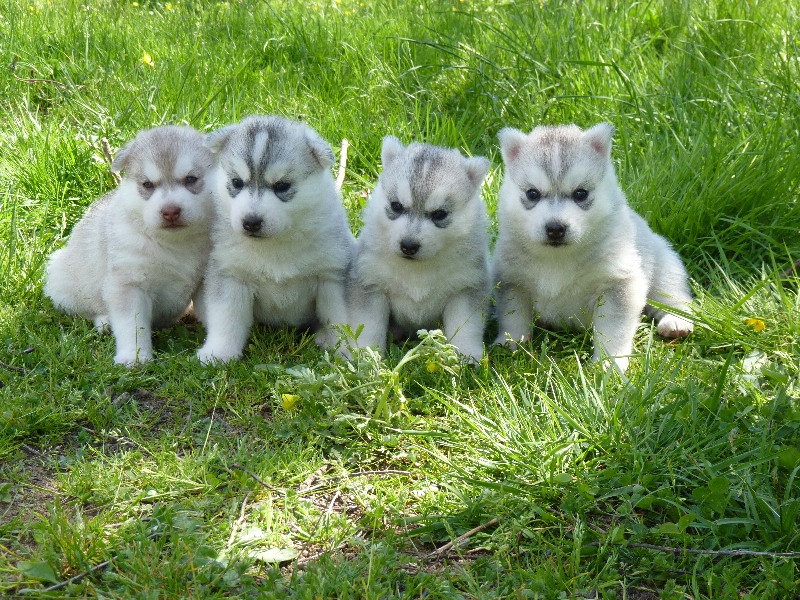 Of cold winter nights - Siberian Husky - Portée née le 30/04/2010